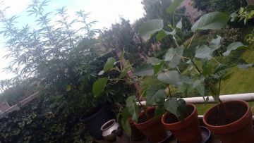 IMG_20160731_145746076